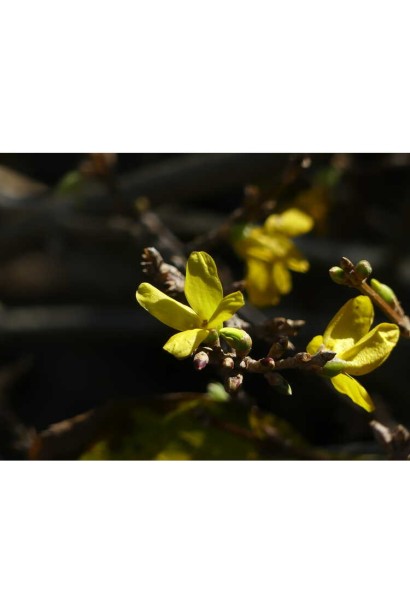 Неперевершені жовті квіти форзиції Кумсон